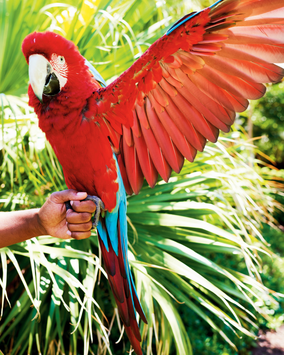 Final_sat16375_Ryan_Parrot_006_v3---GALLERY.jpg